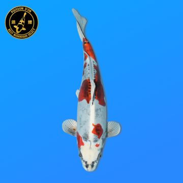 Koï Japon Beni Kumon éleveur Kawakami 33-41cm