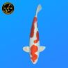 Koi Japan Nisai Kikusui kweker Aoki 38 cm
