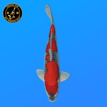 Koï Japon Showa mâle éleveur Ooya 51cm