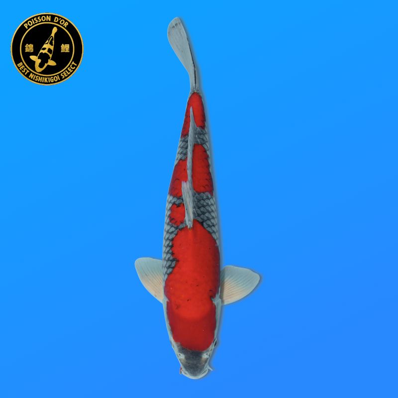 Koï Japon Showa mâle éleveur Ooya 51cm