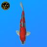 Koi Japan Sansai Goshiki Man kweker Koda 50 cm