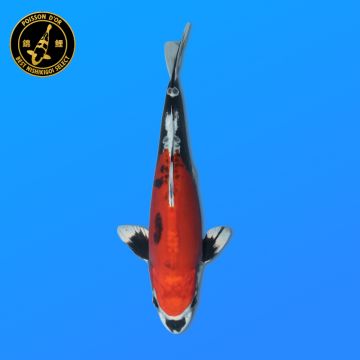 Koï Japon Showa mâle éleveur Ooya 55cm
