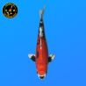 Koi Japan Nisai Yamatonishiki kweker Aoki 36 cm