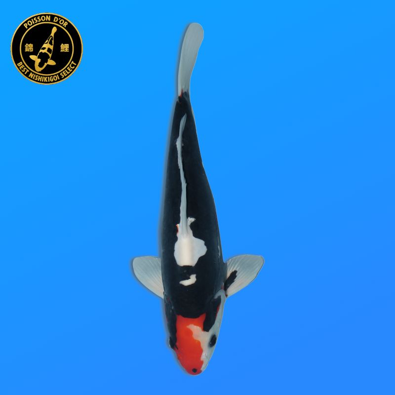 Koï Japon Showa mâle éleveur Ooya 54cm