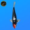 Koi Japan Nisai Beni Kumonryu kweker Aoki 37 cm