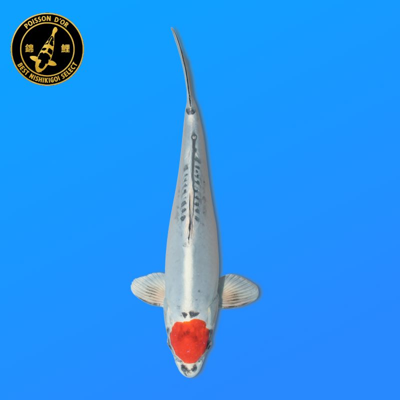 Koi Japan Nisai T. Beni Kiko Man kweker Kanno 40 cm