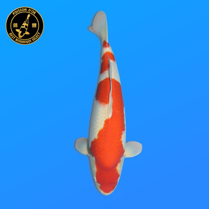 Koï Japon Doitsu Showa mâle éleveur Miyatora 43cm