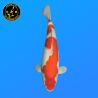 Koi Japan Nisai Kohaku Vrouw kweker Himitsu 55 cm