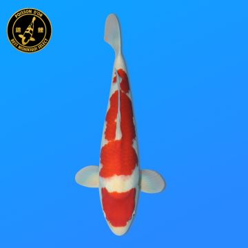 Koï Japon Doitsu Kujaku mâle éleveur Miyatora 43cm
