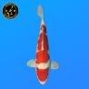 Koi Japan Nisai Kohaku Man kweker Himitsu 48 cm