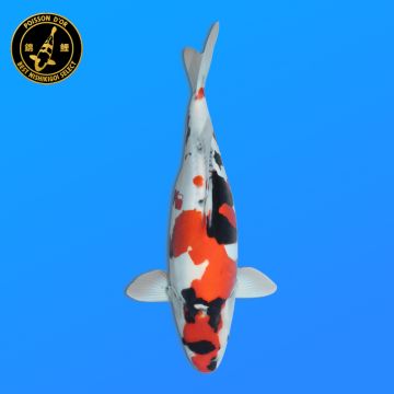 Koï Japon Kohaku mâle éleveur Himitsu 45cm
