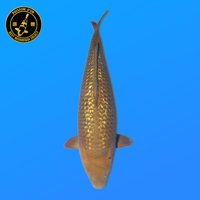 Koi Japan Sansai Ginrin Chagoi Vrouw kweker Marudo 66 cm