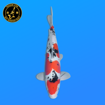 Koi Japan Nisai Doitsu Sanke kweker Shinoda 40-42 cm