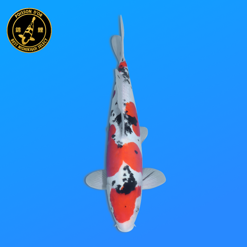 Koi Japan Nisai Doitsu Sanke kweker Shinoda 40-42 cm