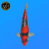 Koi Japon Nisai Goshiki eleveur Kanno 40 cm