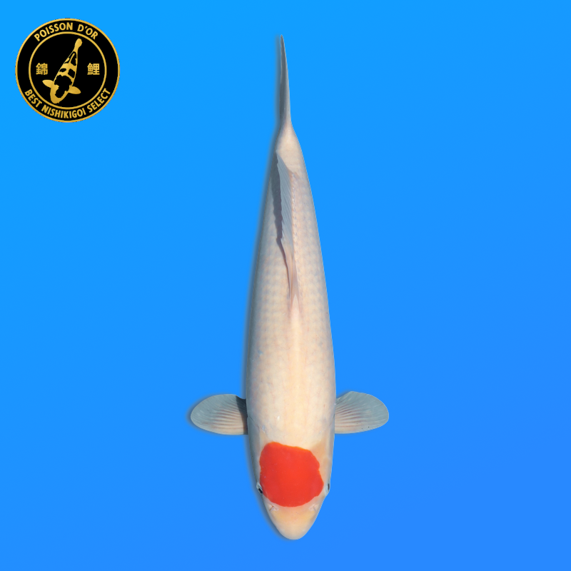 Koi Japon Nisai Tancho eleveur Hoshikin 40 cm