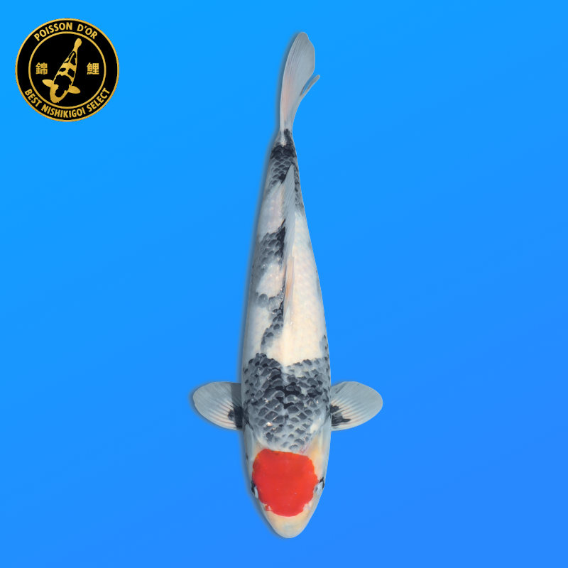 Koi Japan Nisai Tancho Showa kweker Hoshikin 40-45 cm