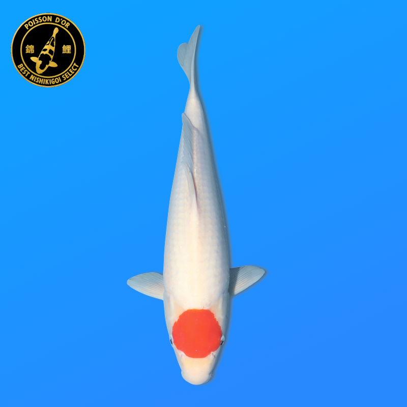 Koi Japan Nisai Tancho kweker Hoshikin 40-45 cm