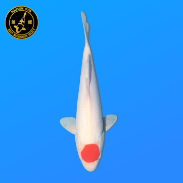 Koi Japon Nisai Tancho eleveur Hoshikin 40-45 cm
