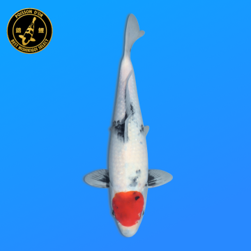Koi Japan Nisai Tancho Showa kweker Hoshikin 40-45 cm