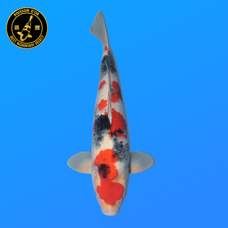 Koi Japan Nisai Showa kweker Himitsu 44 cm