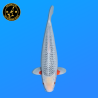 Koi Japan Nisai Asagi Man kweker Ooya 51 cm