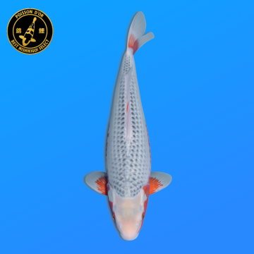Koi Japan Nisai Asagi Man kweker Ooya 50 cm