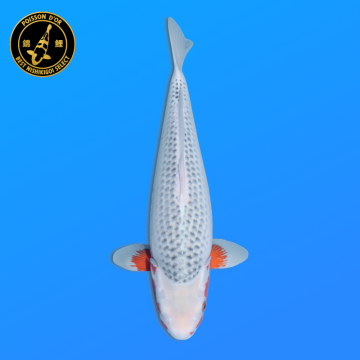 Koi Japan Nisai Asagi Vrouw kweker Ooya 52 cm