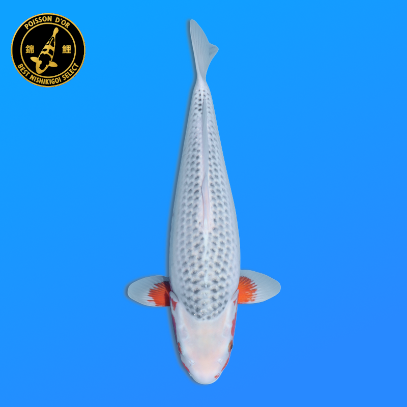 Koi Japan Nisai Asagi Vrouw kweker Ooya 52 cm