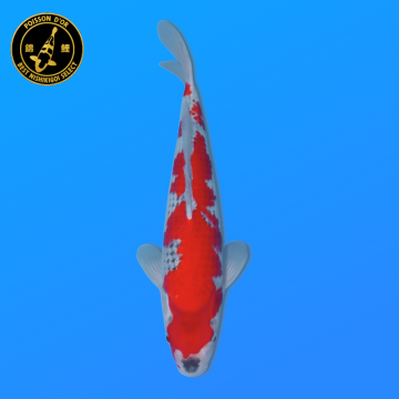 Koi Japon Nisai Goshiki Male eleveur Kawakami 35-40 cm