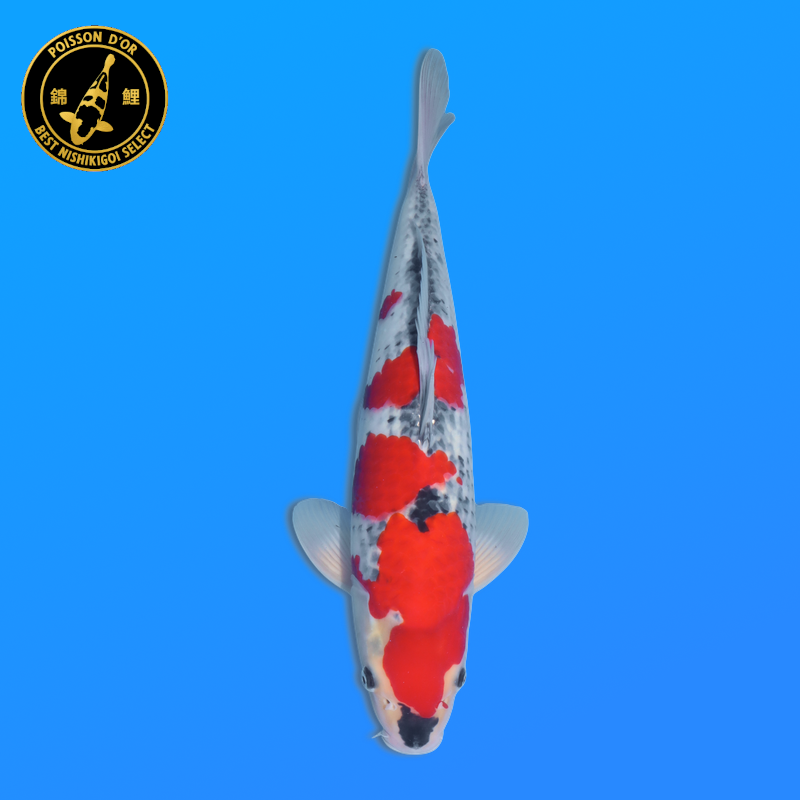 Koi Japon Nisai Goshiki Male eleveur Kawakami 35-40 cm