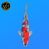 Koi Japon Nisai Goshiki Male eleveur Kawakami 35-40 cm