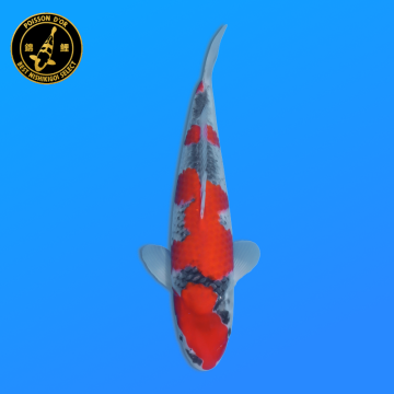 Koi Japon Nisai Goshiki Male eleveur Kawakami 35-40 cm