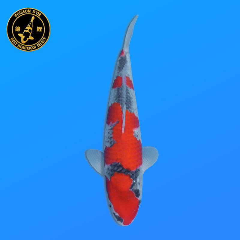 Koi Japon Nisai Goshiki Male eleveur Kawakami 35-40 cm