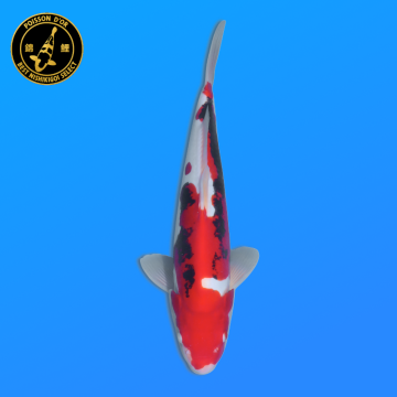 Koi Japan Nisai Beni Kumonryu Man kweker Kawakami 35-40 cm