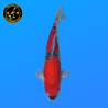 Koi Japan Nisai Goshiki Man kweker Kawakami 35-40 cm