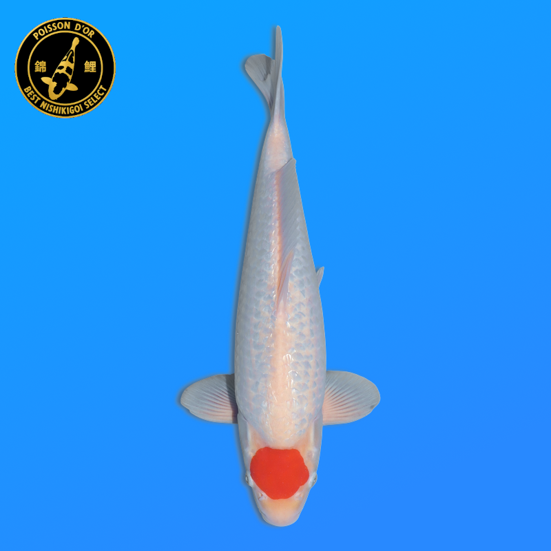 Koi Japan Nisai Ginrin Tancho kweker Shinoda 40-42 cm