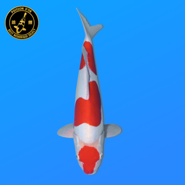 Koi Japon Nisai Doitsu Kohaku eleveur Shinoda 40-42 cm