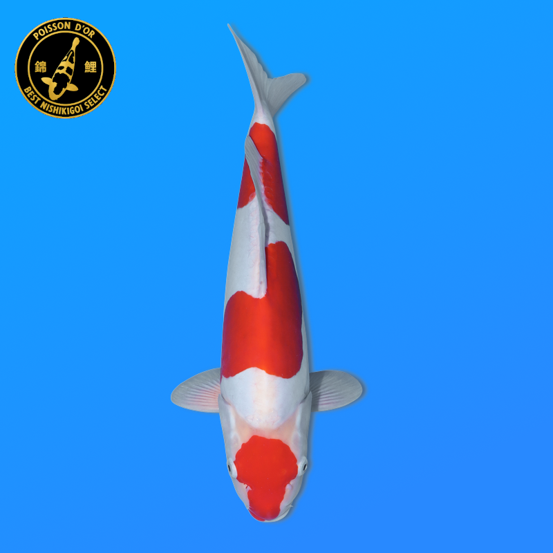 Koi Japon Nisai Doitsu Kohaku eleveur Shinoda 40-42 cm