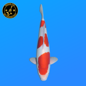 Koi Japon Nisai Doitsu Kohaku eleveur Shinoda 40-42 cm