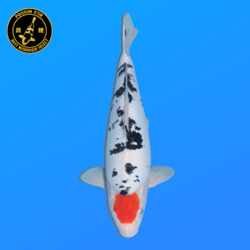Koi Japon Nisai D. Tancho Sanke eleveur Shinoda 40-42 cm