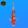 Koi Japan Nisai Doitsu Sanke kweker Shinoda 40-42 cm