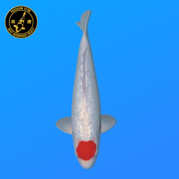 Koi Japan Nisai Ginrin Tancho Vrouw kweker Shinoda 40-42 cm