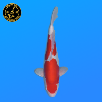 Koi Japan Nisai Doitsu Kohaku kweker Shinoda 40-42 cm