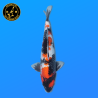 Koi Japan Nisai Ginrin Showa kweker Shinoda 40-42 cm