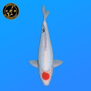 Koi Japon Nisai D. Tancho Showa eleveur Shinoda 40-42 cm