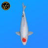 Koi Japon Nisai D. Tancho Showa eleveur Shinoda 40-42 cm