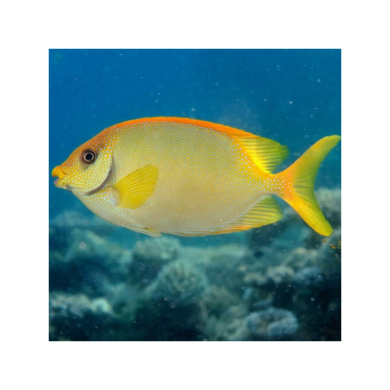 Siganus corallinus 6-8 cm