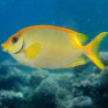 Siganus corallinus 6-8 cm