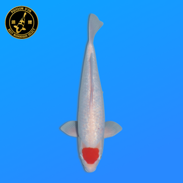 Koi Japan Nisai Ginrin Tancho kweker Shinoda 40-42 cm